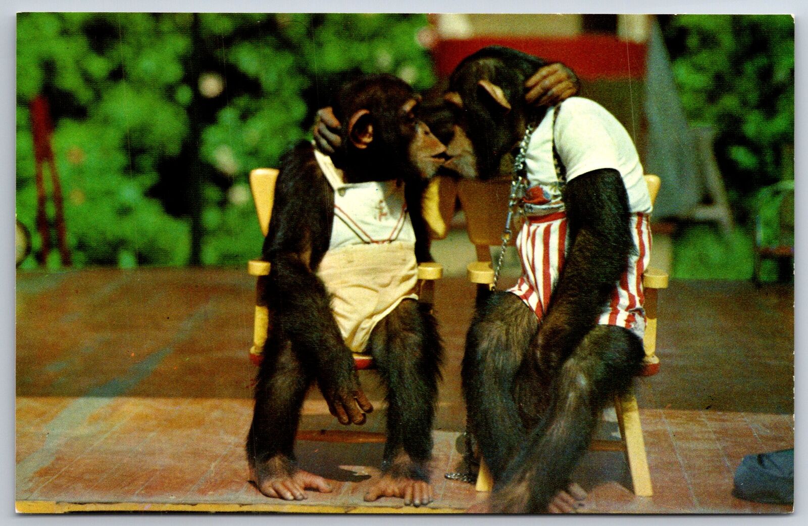 Animals~2 Chimps Kissing Listen Baby I Go For You Monkey Jungle~Vintage Postcard