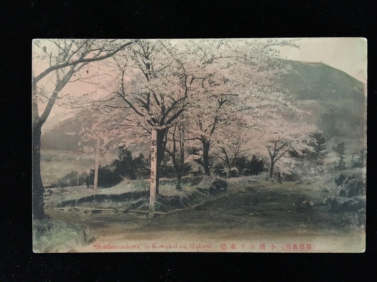 #6539 Japanese Vintage Post Card 1930s / Senbon Sakura Kowakidani Hakone