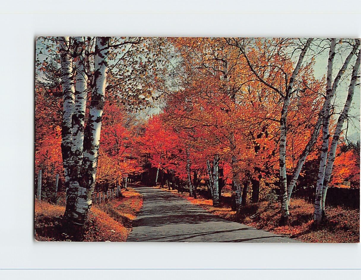 Postcard Fall Foliage USA North America