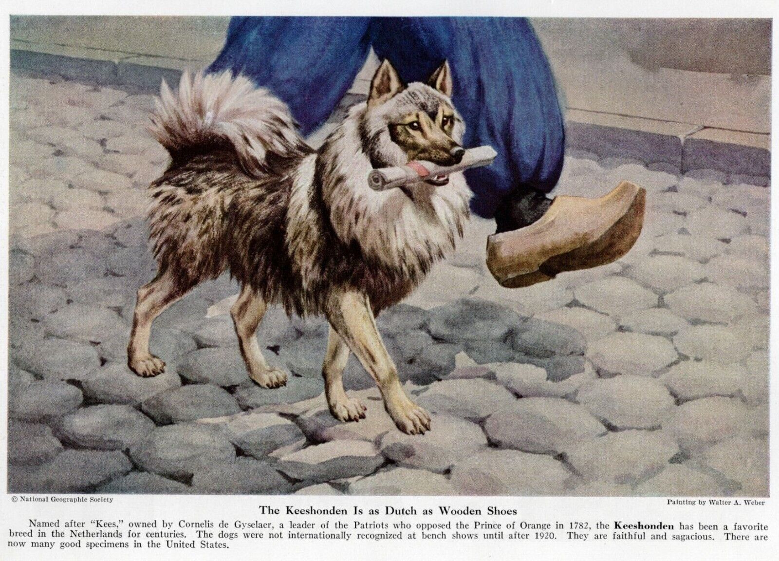 Keeshond - CUSTOM MATTED - 1943 Vintage Color Dog Art Print