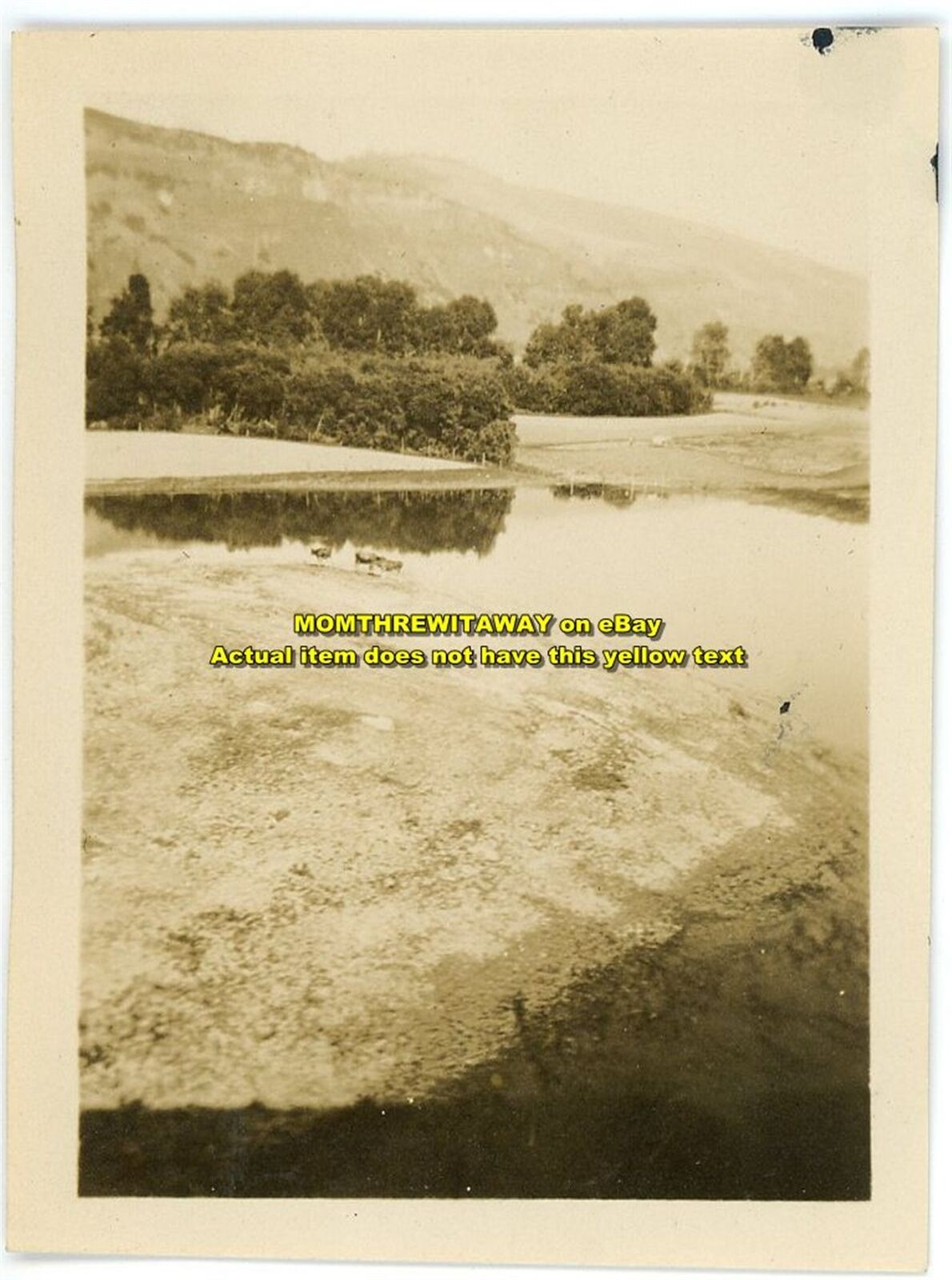 1913 Photo Cattle Range Pond Landscape Three Creek Ranch Idaho ID