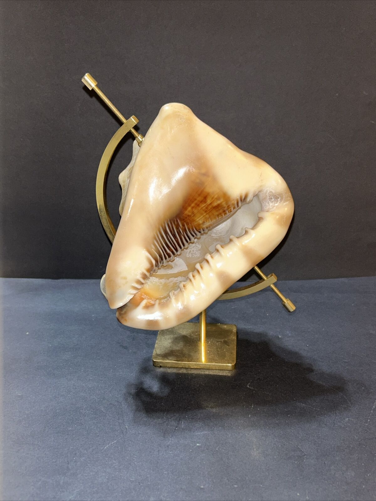 Beautiful Vintage Large NATURAL Conch Sea Shell And Brass Shelf