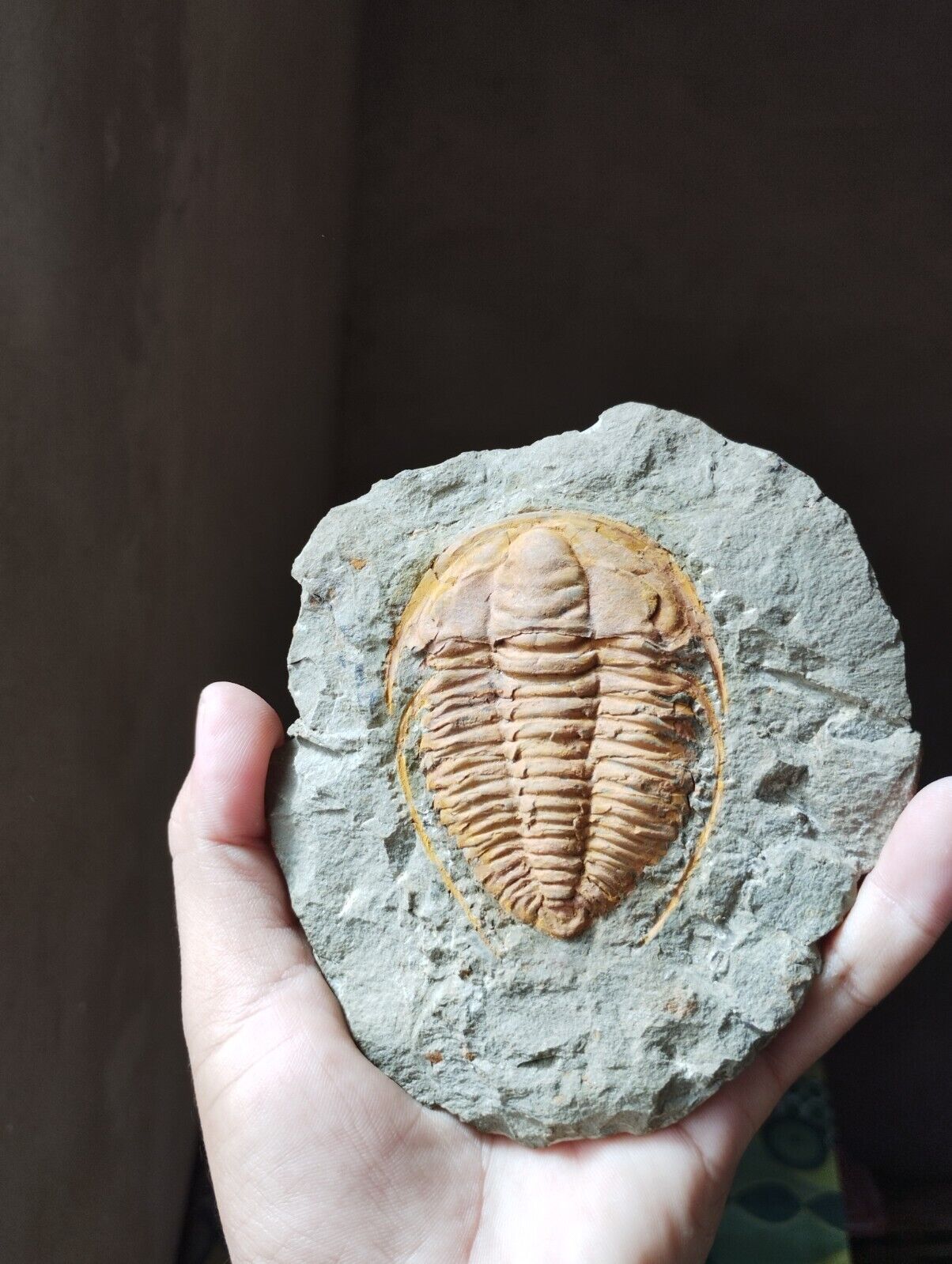 3inch Hamtolenus Vincenti Trilobite Cambrian Trilobite from Morocco