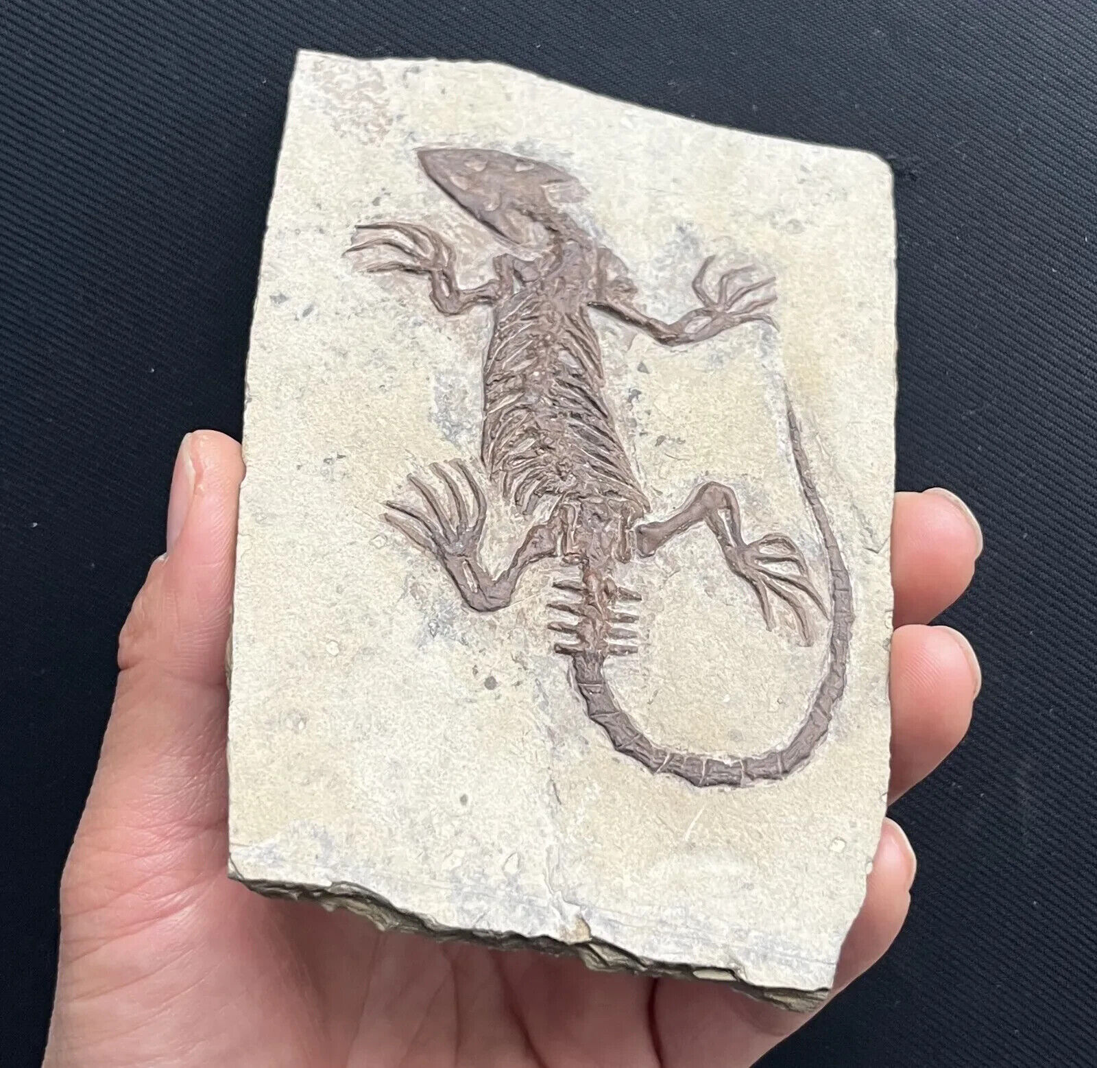 Chinese Real Monjurosuchus Choristodera Fossil Rare Collection