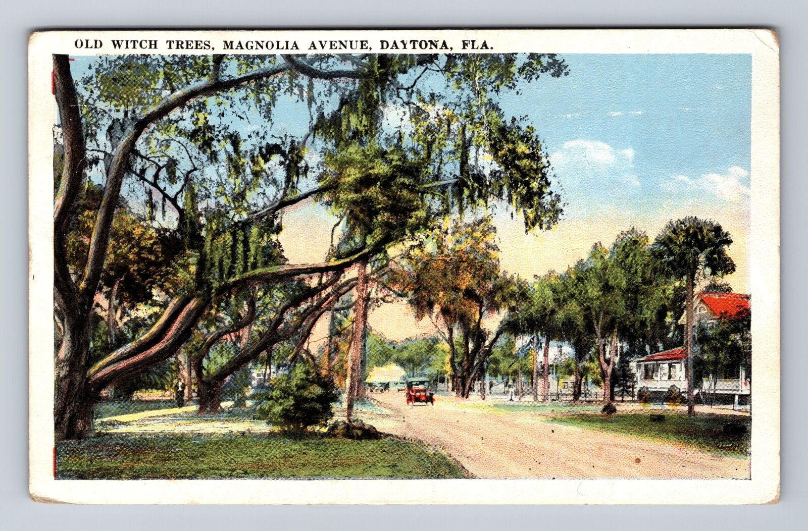Daytona FL-Florida, Old Witch Trees, Magnolia Avenue, Antique Vintage Postcard