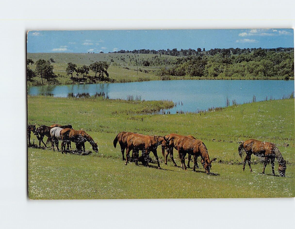 Postcard Grazing at Lakeside
