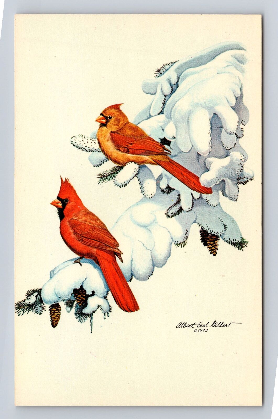 Vero Beach FL-Florida, Cardinals in Snow, Antique Vintage Souvenir Postcard