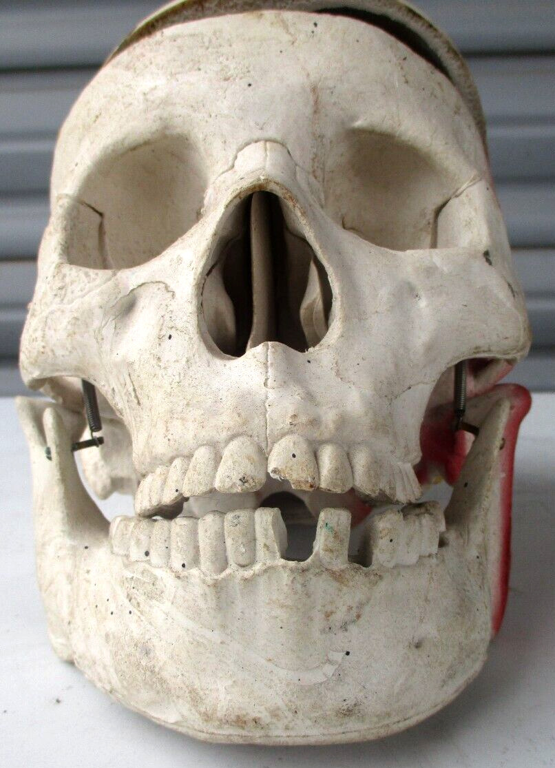 Vintage Large Artificial Realistic Human Skull Medical Anatomy W/ Hinged Jaw