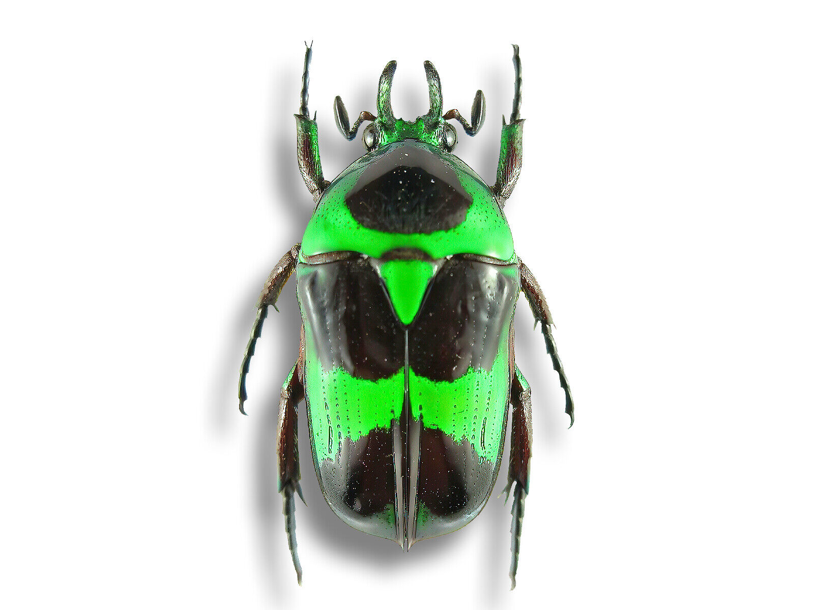 REAL Cetoniidae Mystroceros rouyeri 20mm Scarab Beetle Insect Unmounted in USA