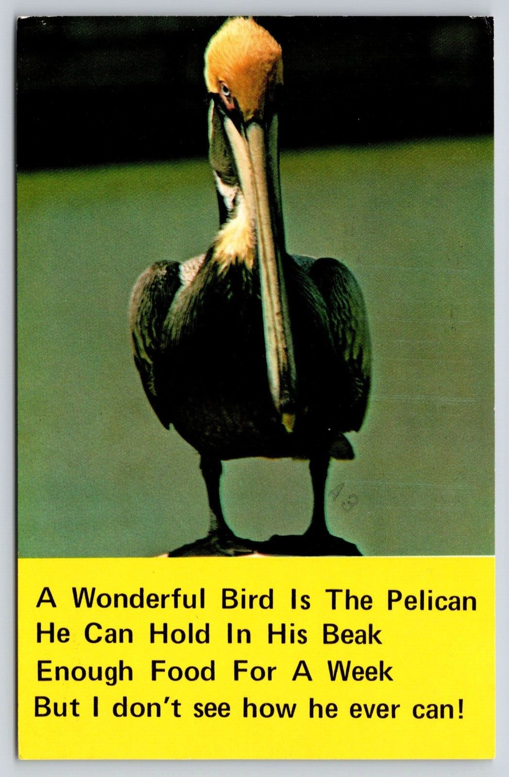 A Wonderful Bird is the Pelican Poem Humor Postcard