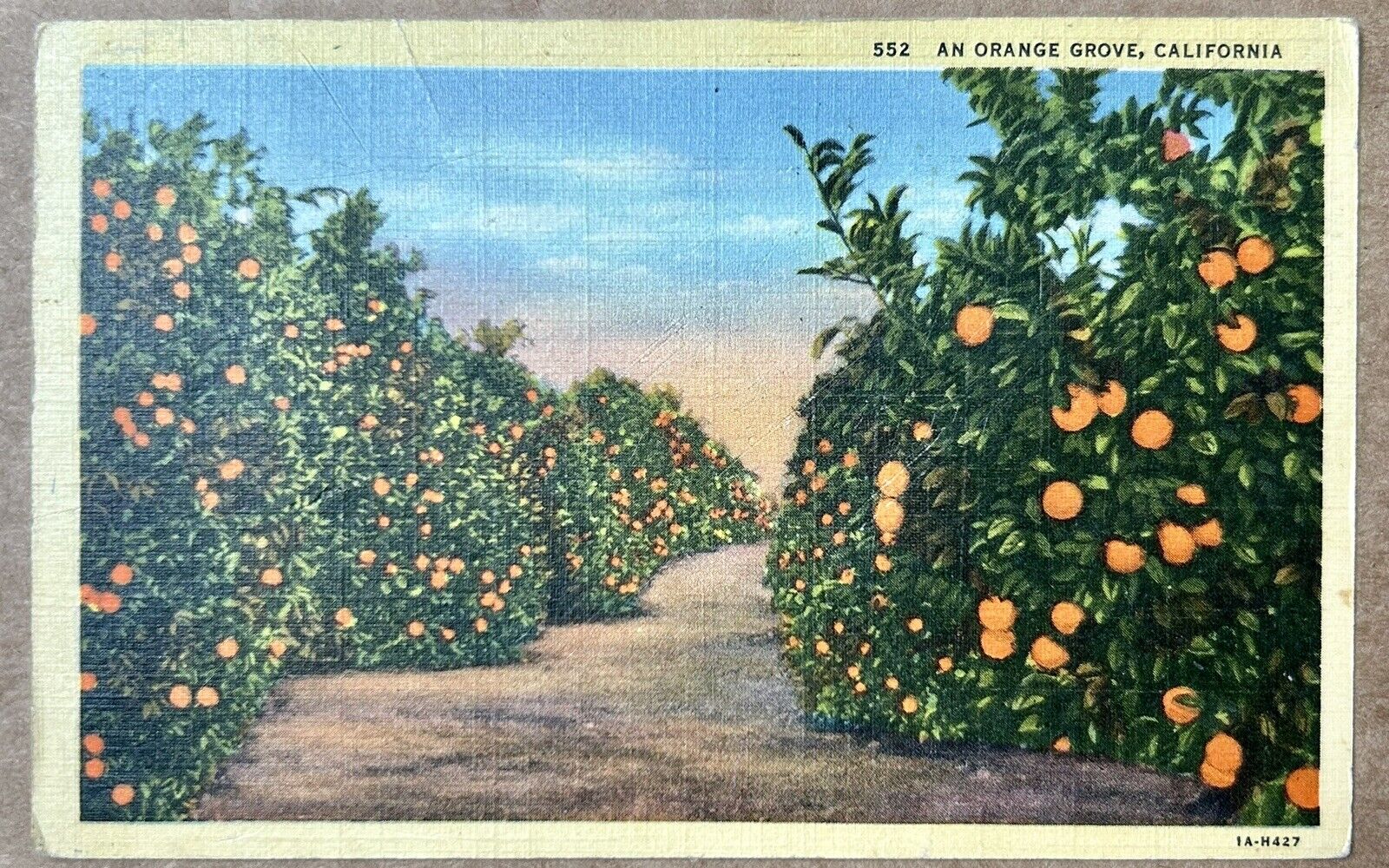 Orange Grove in California. Vintage Postcard. 1944.