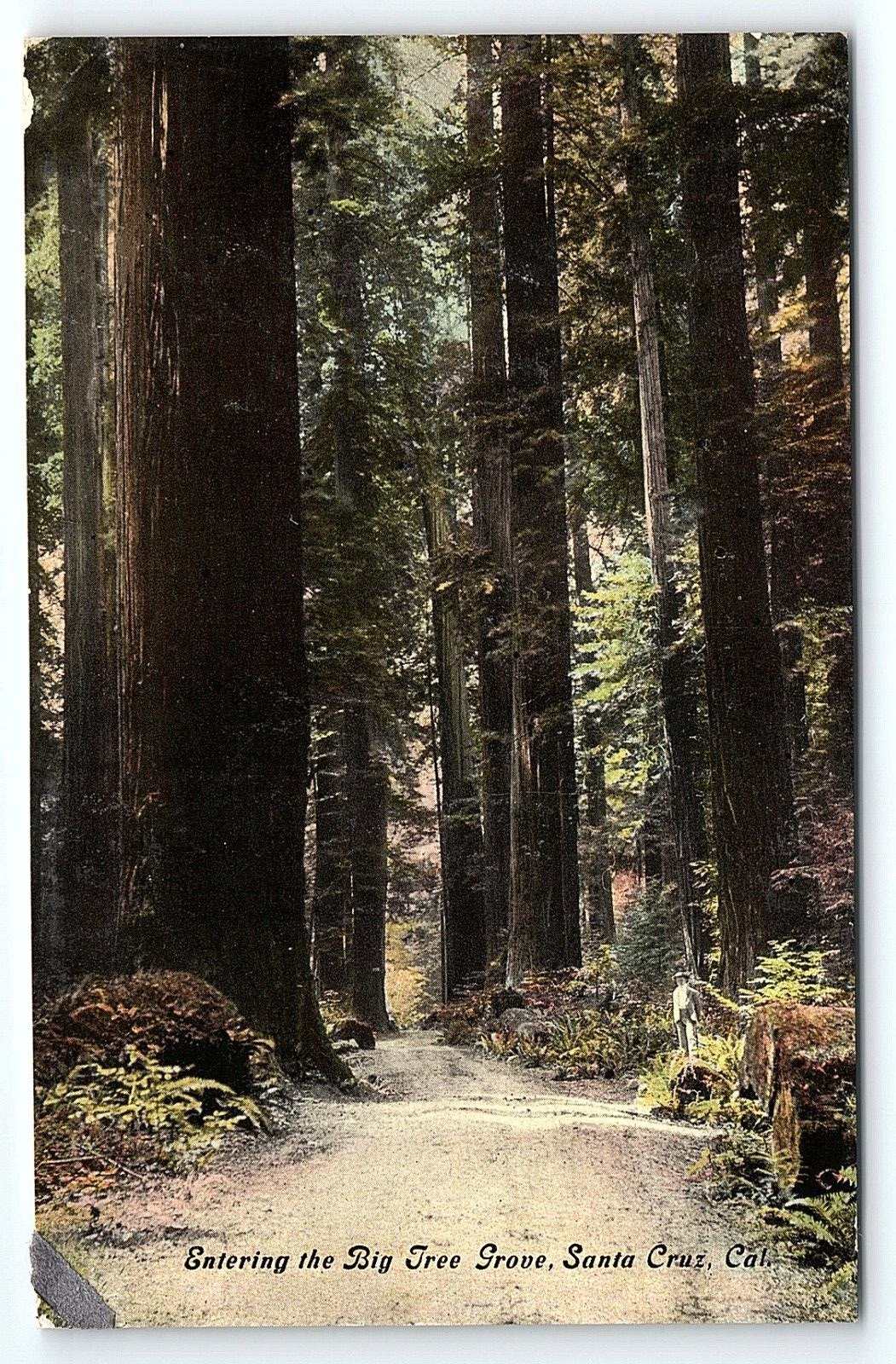 c1910 SANTA CRUZ CALIFORNIA ENTERING THE BIG TREE GROVE EARLY POSTCARD P5148