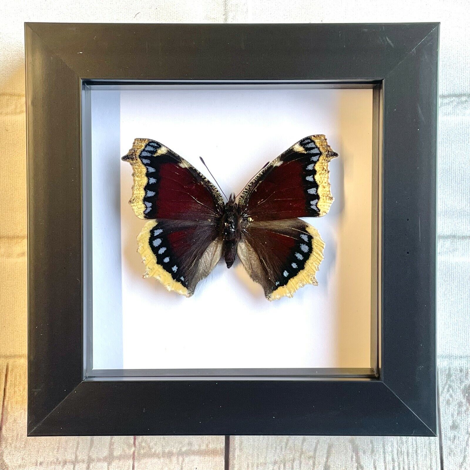 The Camberwell Beauty (Nymphalis antiopa) British Butterfly Box Frame Display 