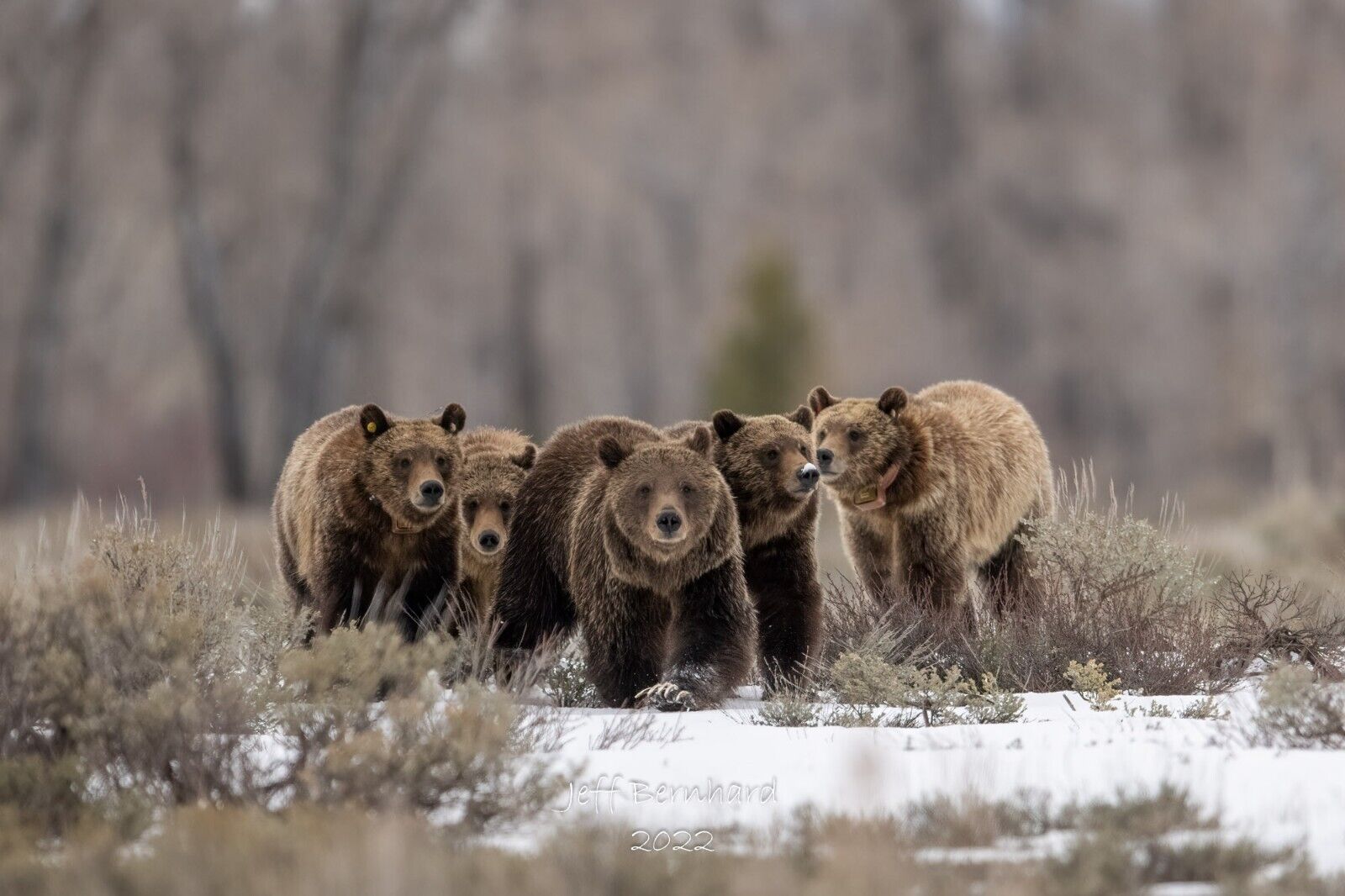 The Fantastic Five - Grizzly Bear 399 11x14 Limited Edition Photo