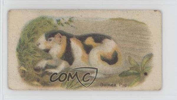 1916 Millbank Animals Stand-Ups Tobacco Guinea Pig #50 z6d