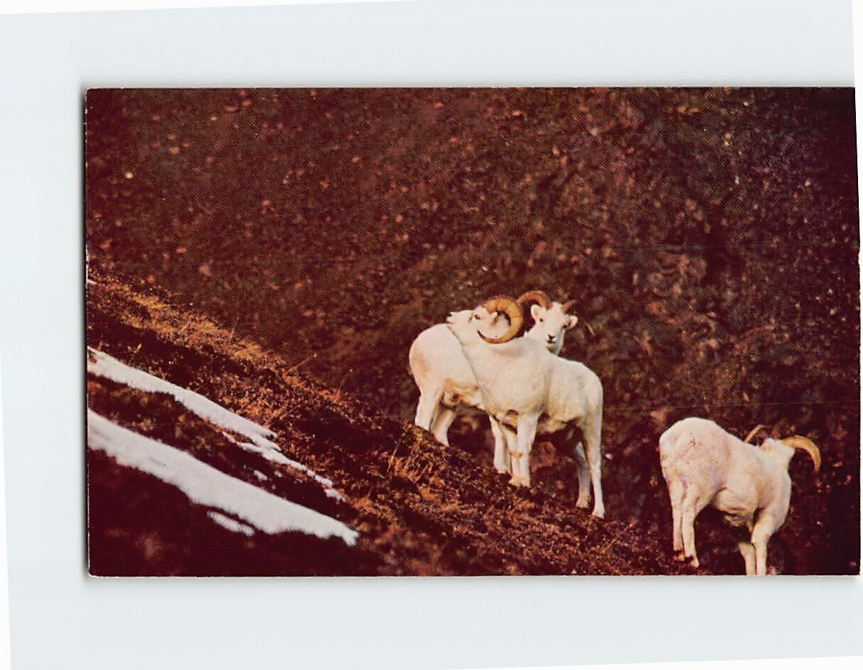 Postcard A Mountain Sheep Family