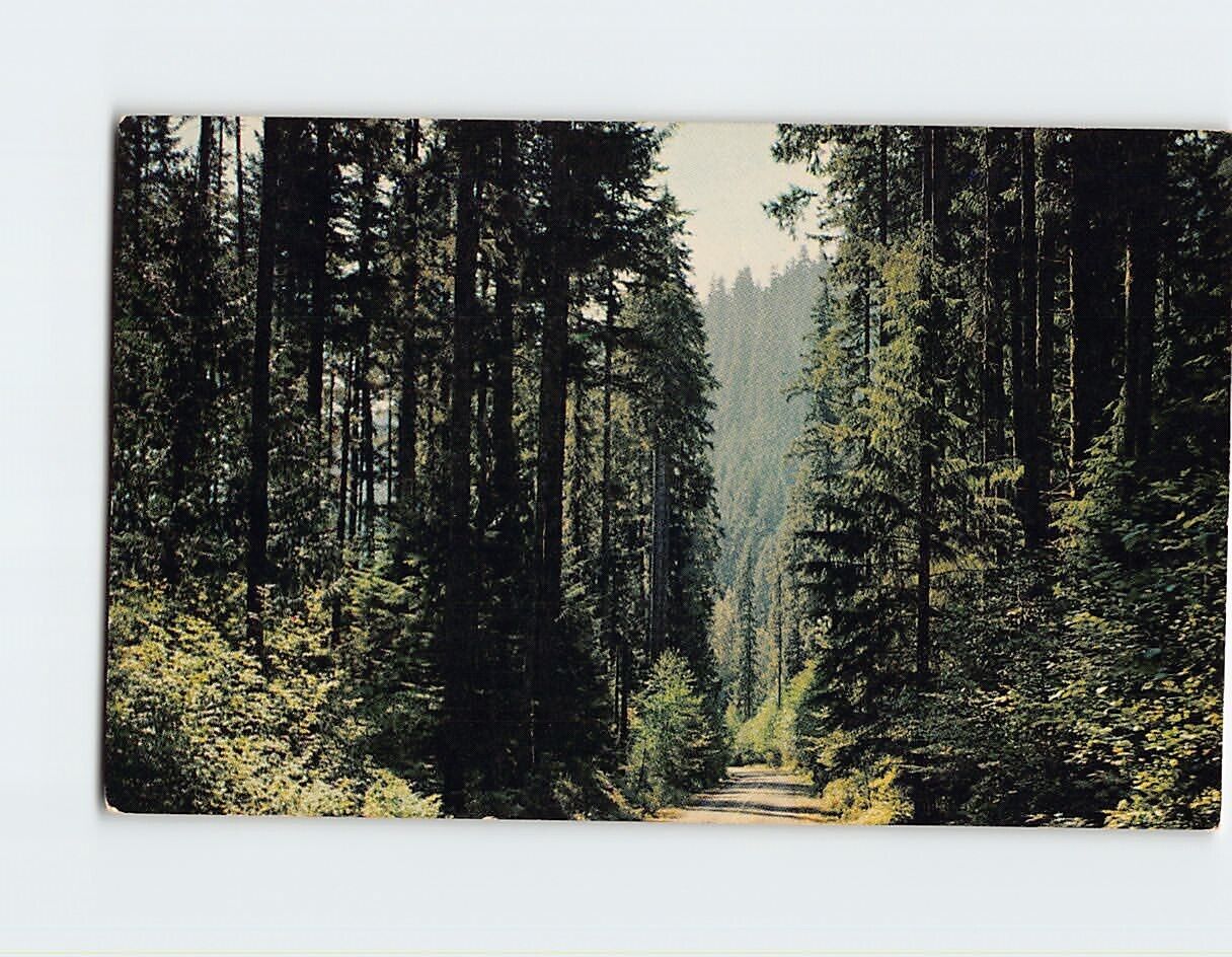 Postcard The fir-lined highways, Pacific Northwest