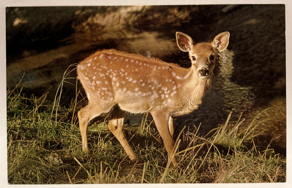 Surprised Fawn, Mike Roberts, Berkeley CA Vintage Animal Postcard