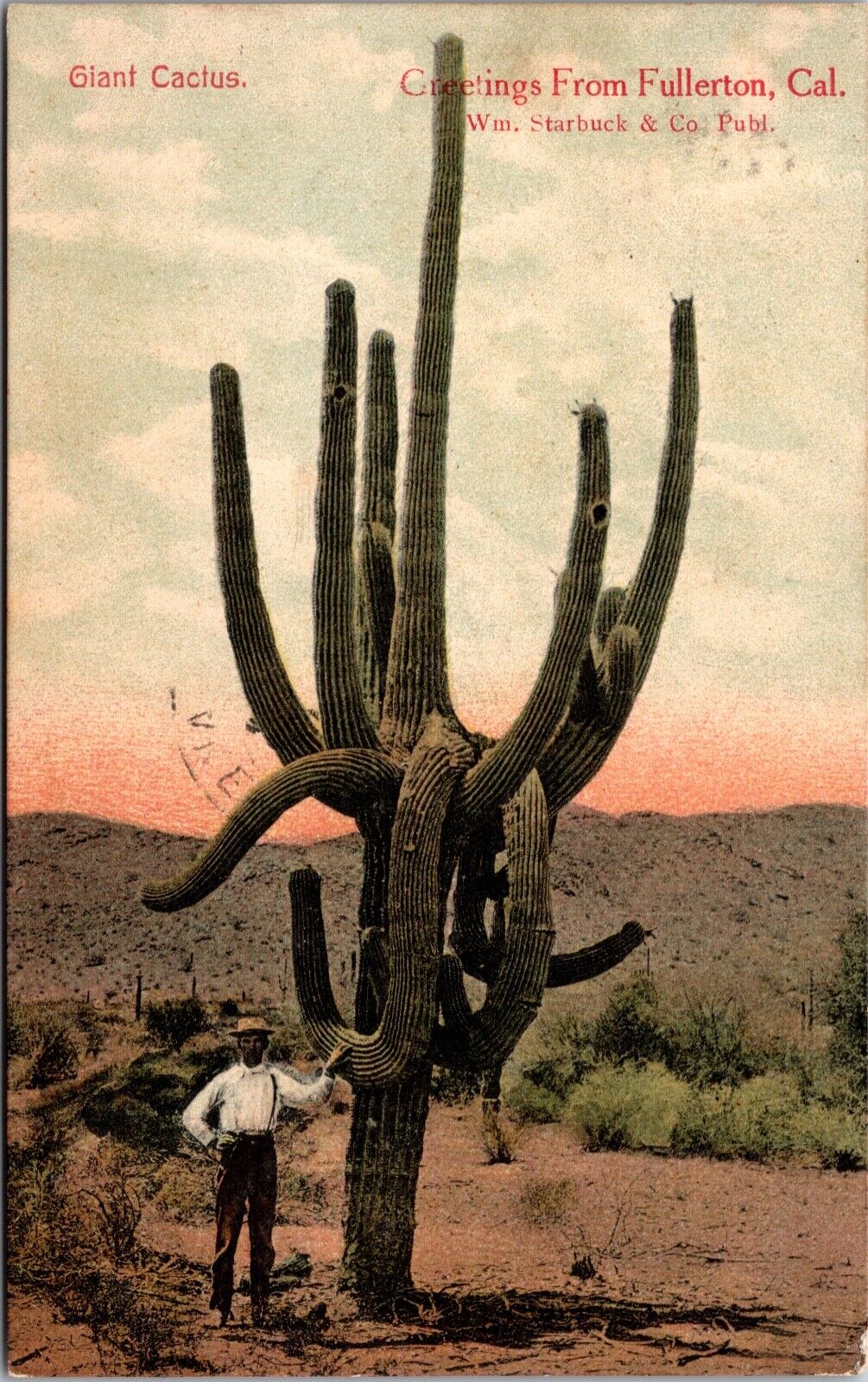 Postcard Giant Cactus, Greetings from Fullerton, California