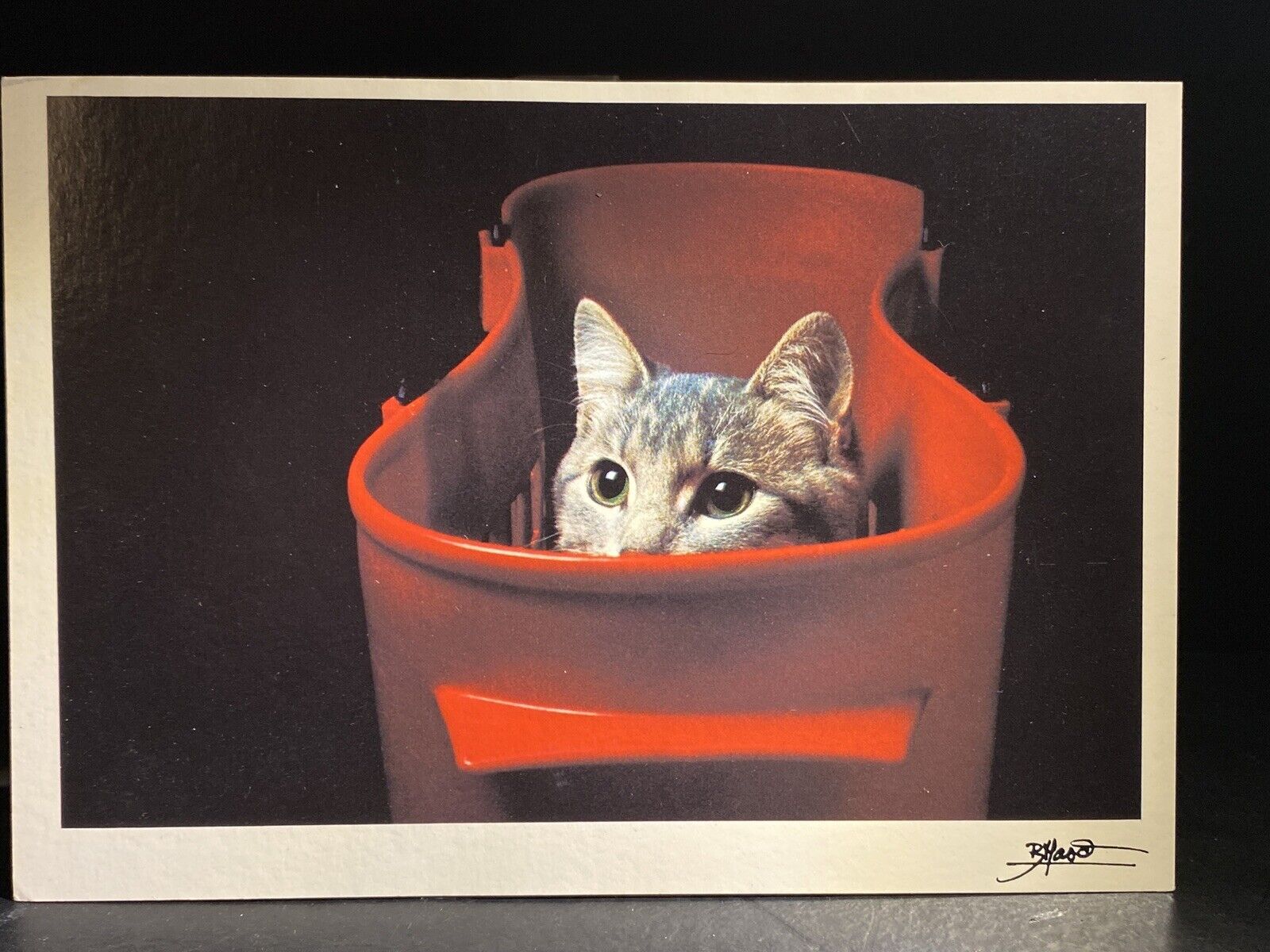 Cat Photography Art Bruno Maso Vintage 4x6 Postcard 1