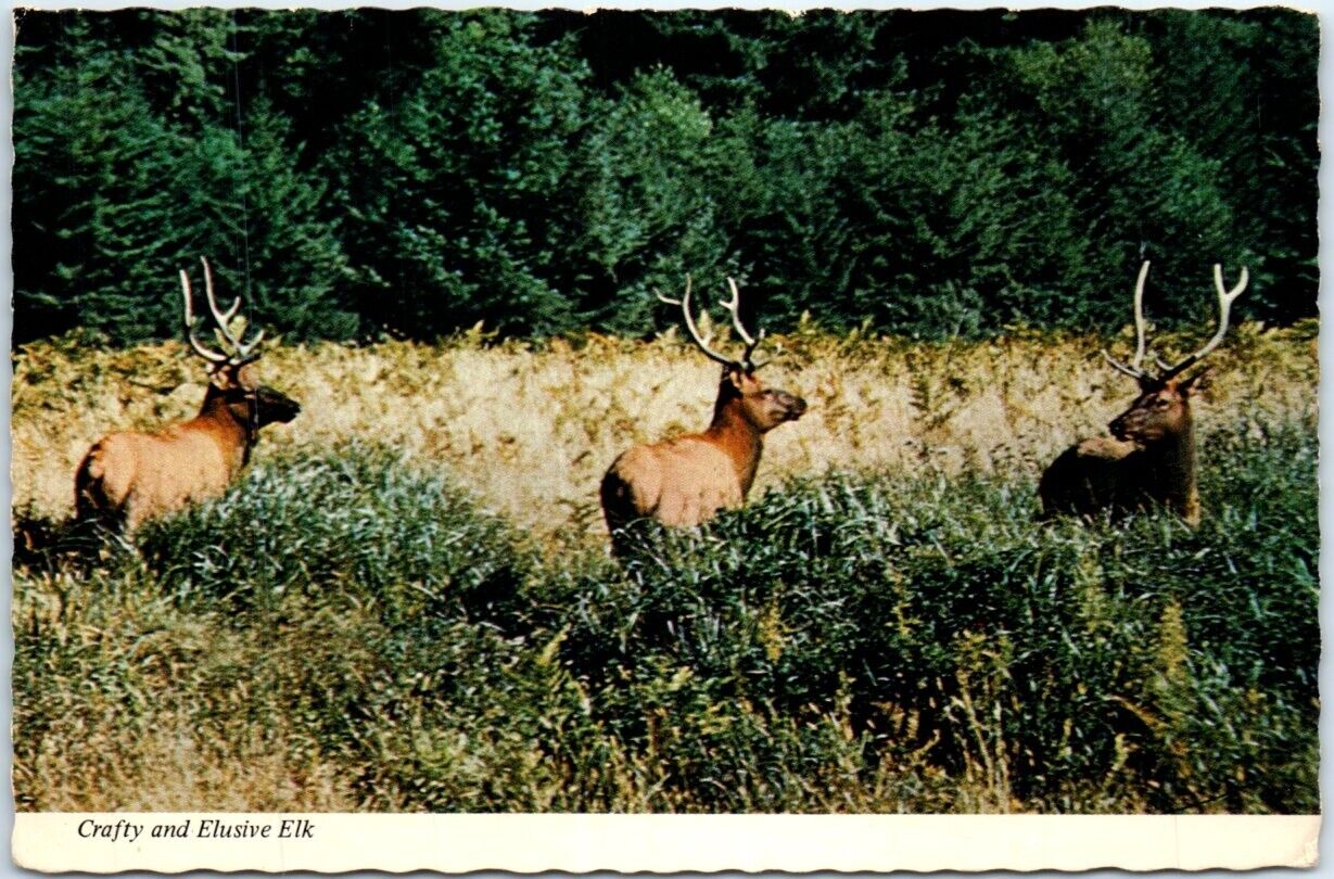 Postcard - Crafty and Elusive Elk