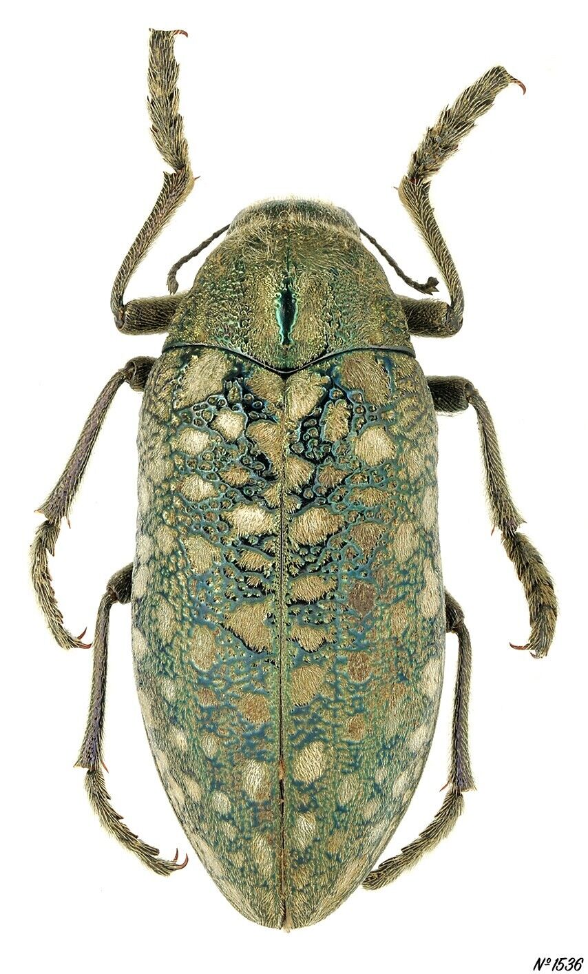Coleoptera Buprestidae Julodis variolaris bucharica Uzbekistan 31mm