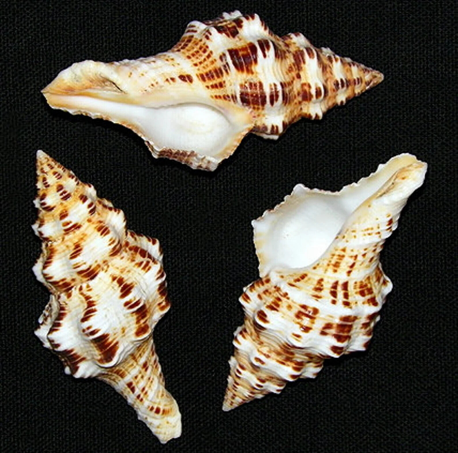 Fasciolaria Belcheri ~ Spindle Seashell 3\