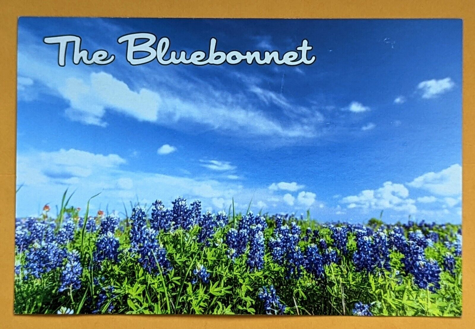Postcard TX:  The Bluebonnet - State Flower of Texas