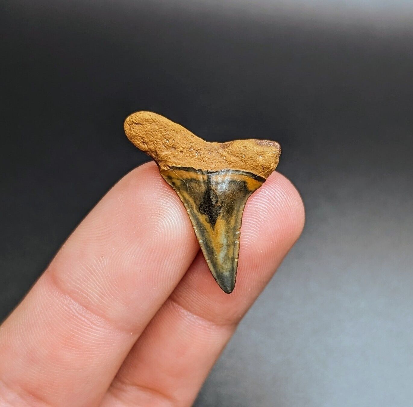 Beyond Rare Patterned Isurus Praecursor Mako Shark Tooth Florida Eocene