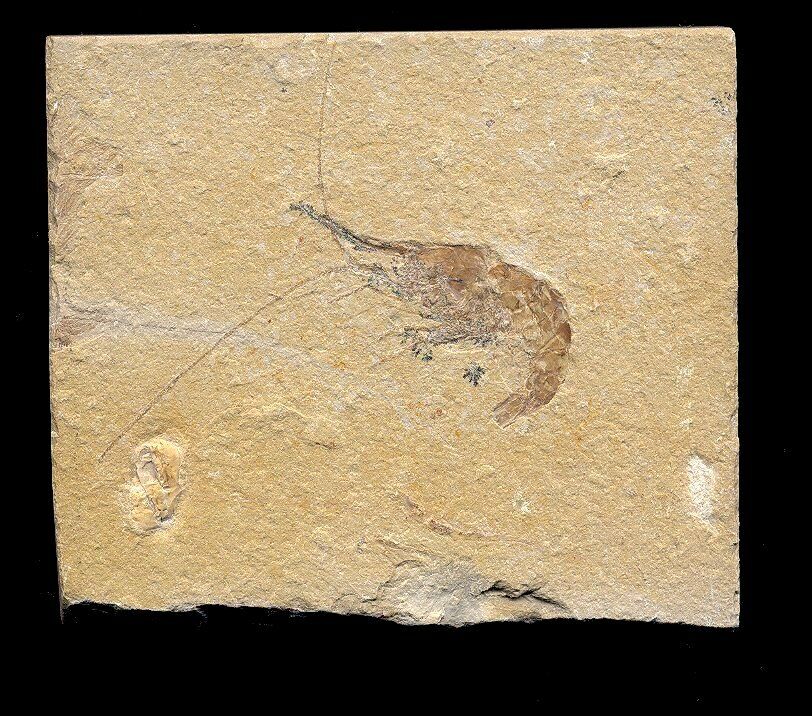 EXTINCTIONS- BEAUTIFUL FOSSIL SHRIMP WITH ANTENNAE, 100% NATURAL- DINOSAUR AGE