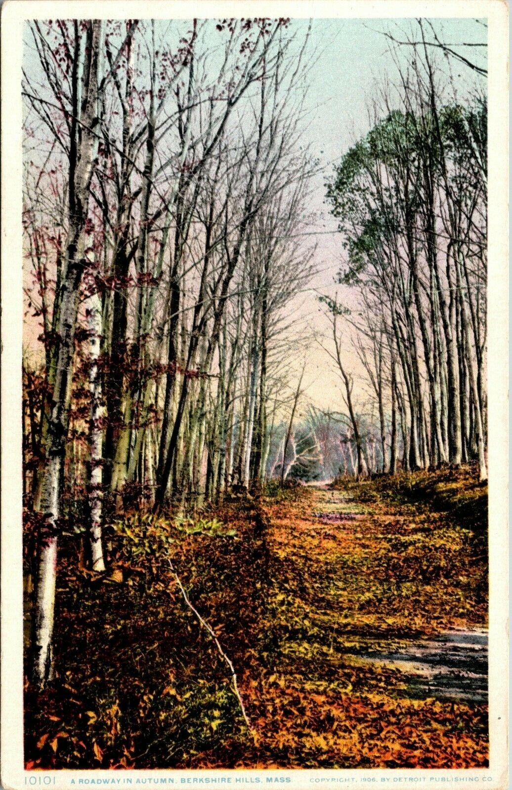 Vintage Postcard  A Roadway In Autumn Berkshire Hills Mass. Massachusetts