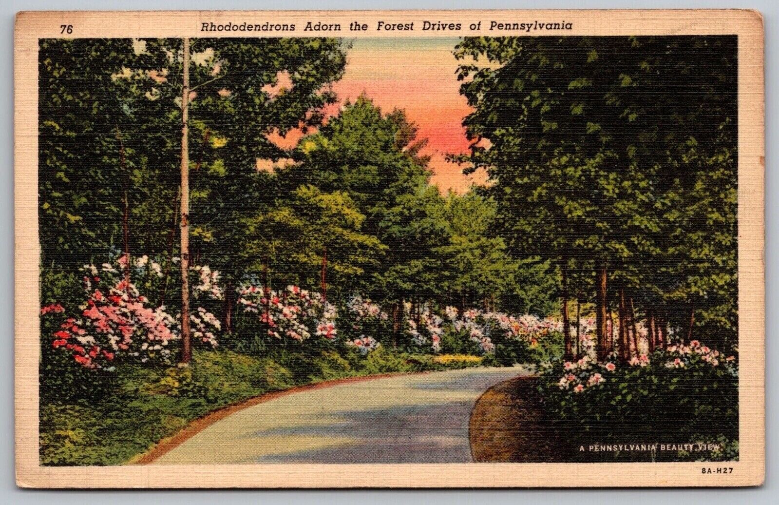 Rhododendrons Adorn Forest Drives Pennsylvania Country Road Linen VTG Postcard