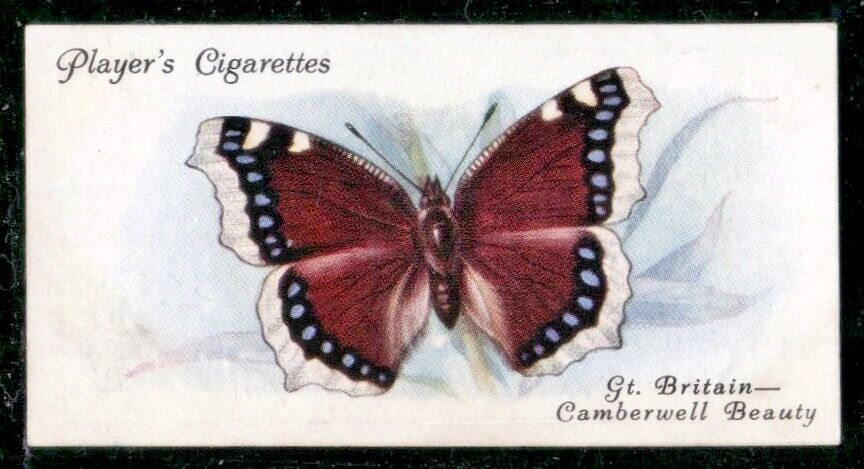 Players Cigarette 1932 Butterflies Card #5 Gt. Britain-The Camberwell Beauty