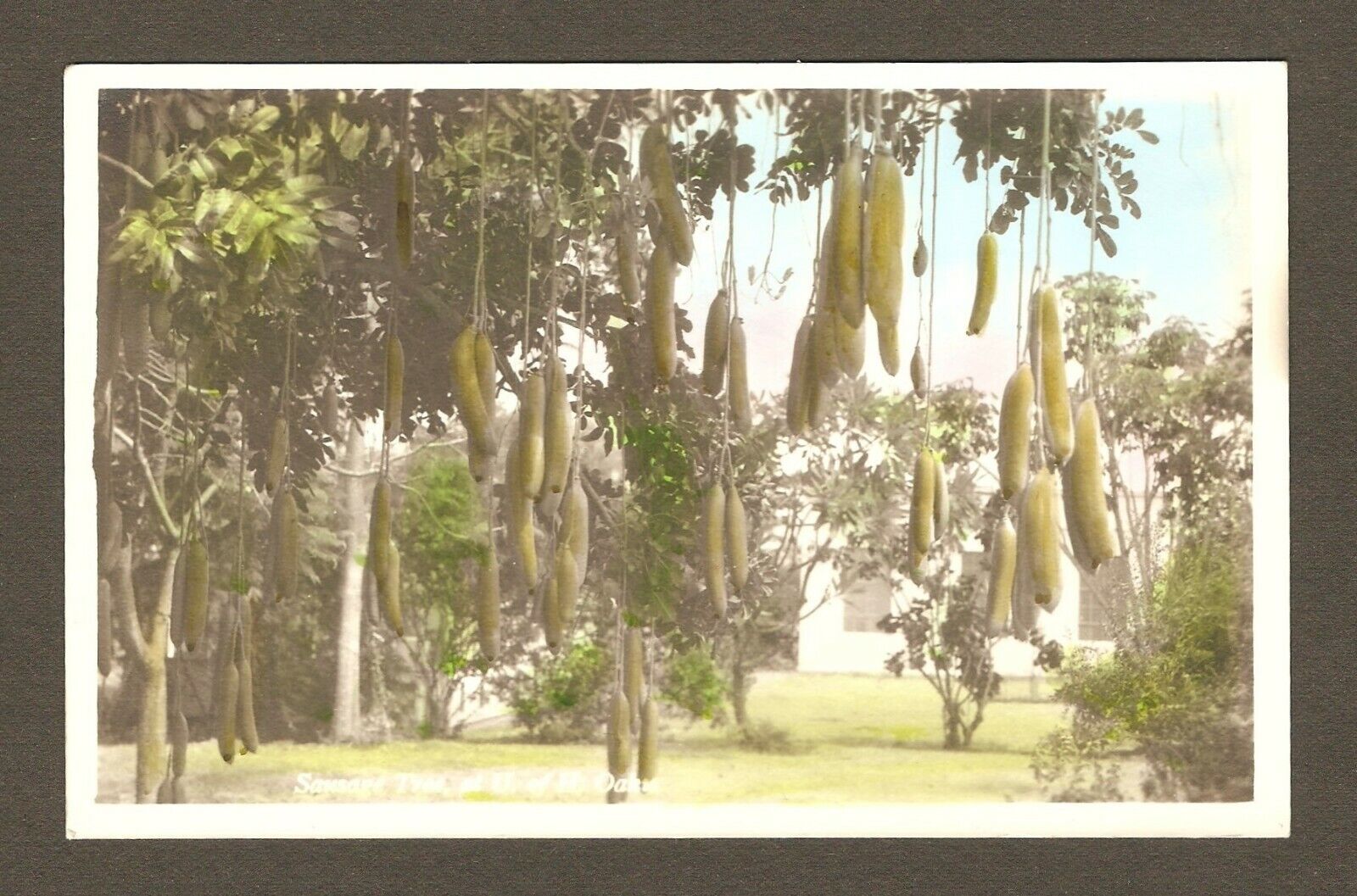 Old Vintage 1920s 1930s Postcard Hawaiian Sausage Tree University of Hawaii Oahu