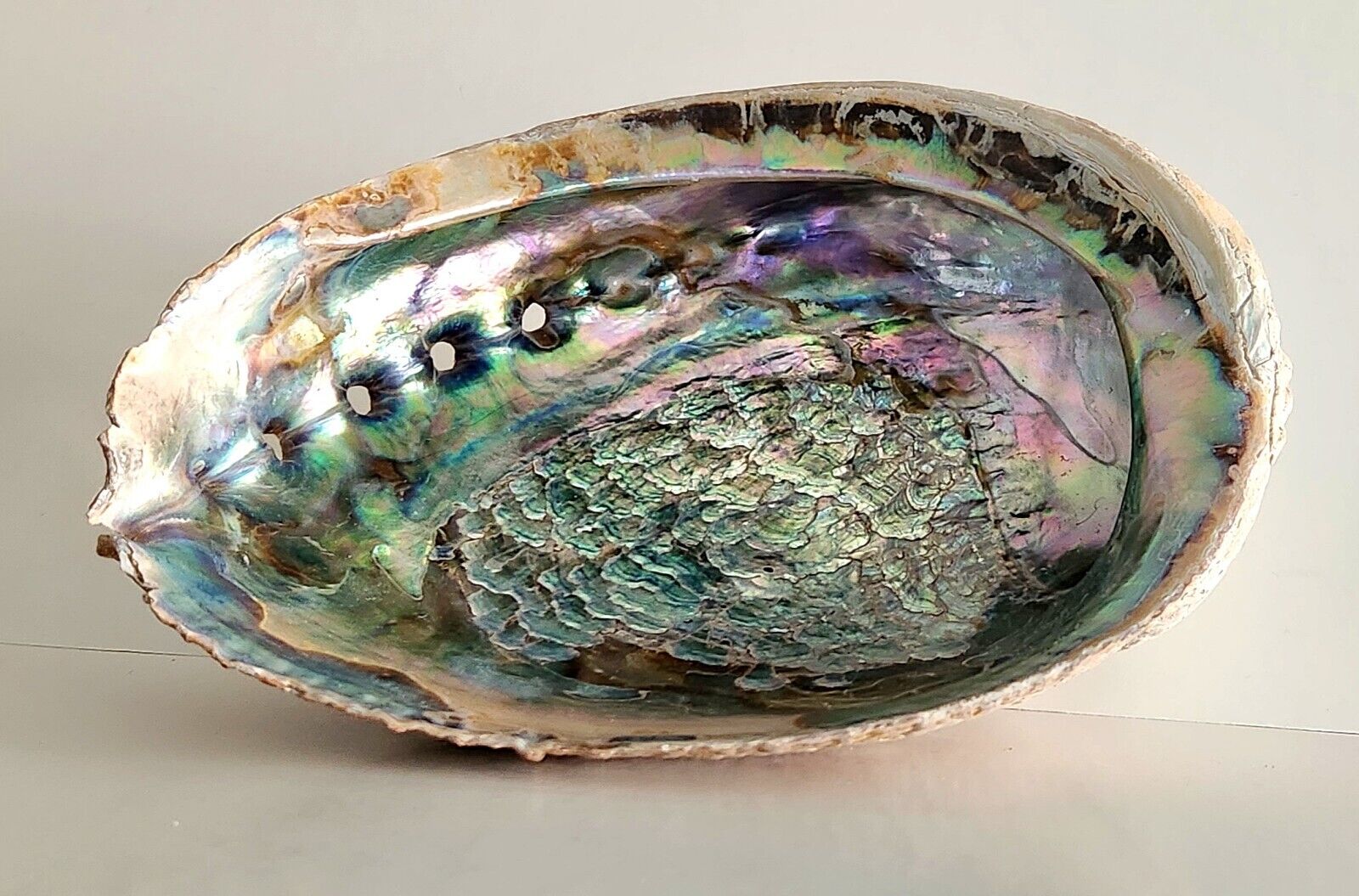 Vintage ABALONE SHELL Large Colorful 6 1/4 x 5 inches
