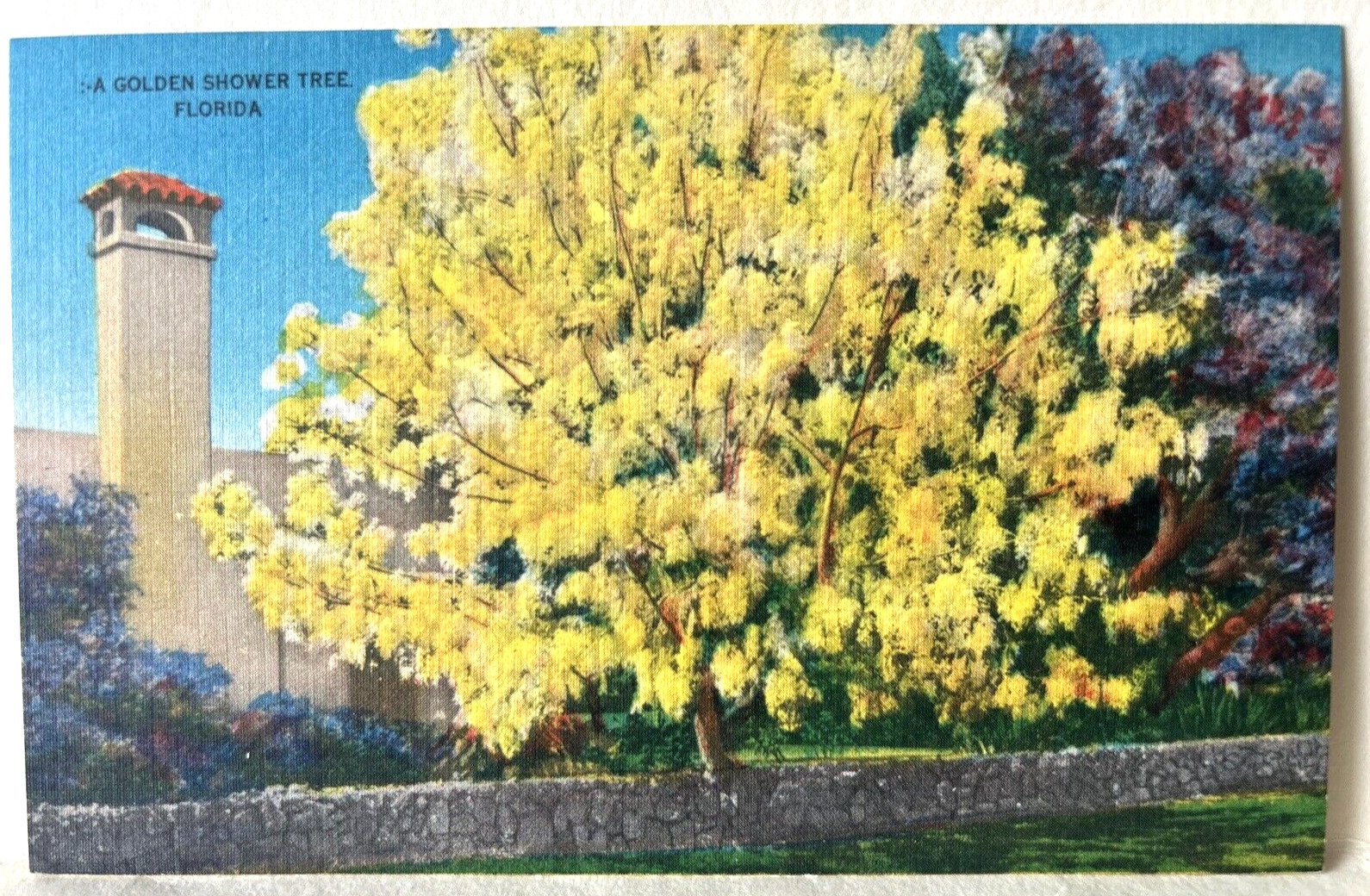 Florida, A Golden Shower Tree VTG Linen Postcard c1930s/40s - A3