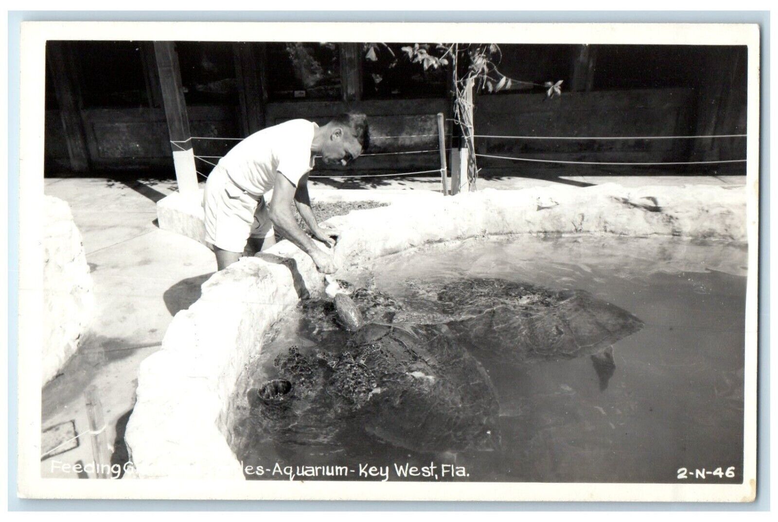 c1940\'s Feeding Turtles Aquarium Key West Florida FL RPPC Photo Vintage Postcard