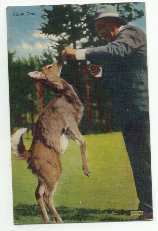Man Feeding Tame Deer Black Hills SD Linen Postcard South Dakota