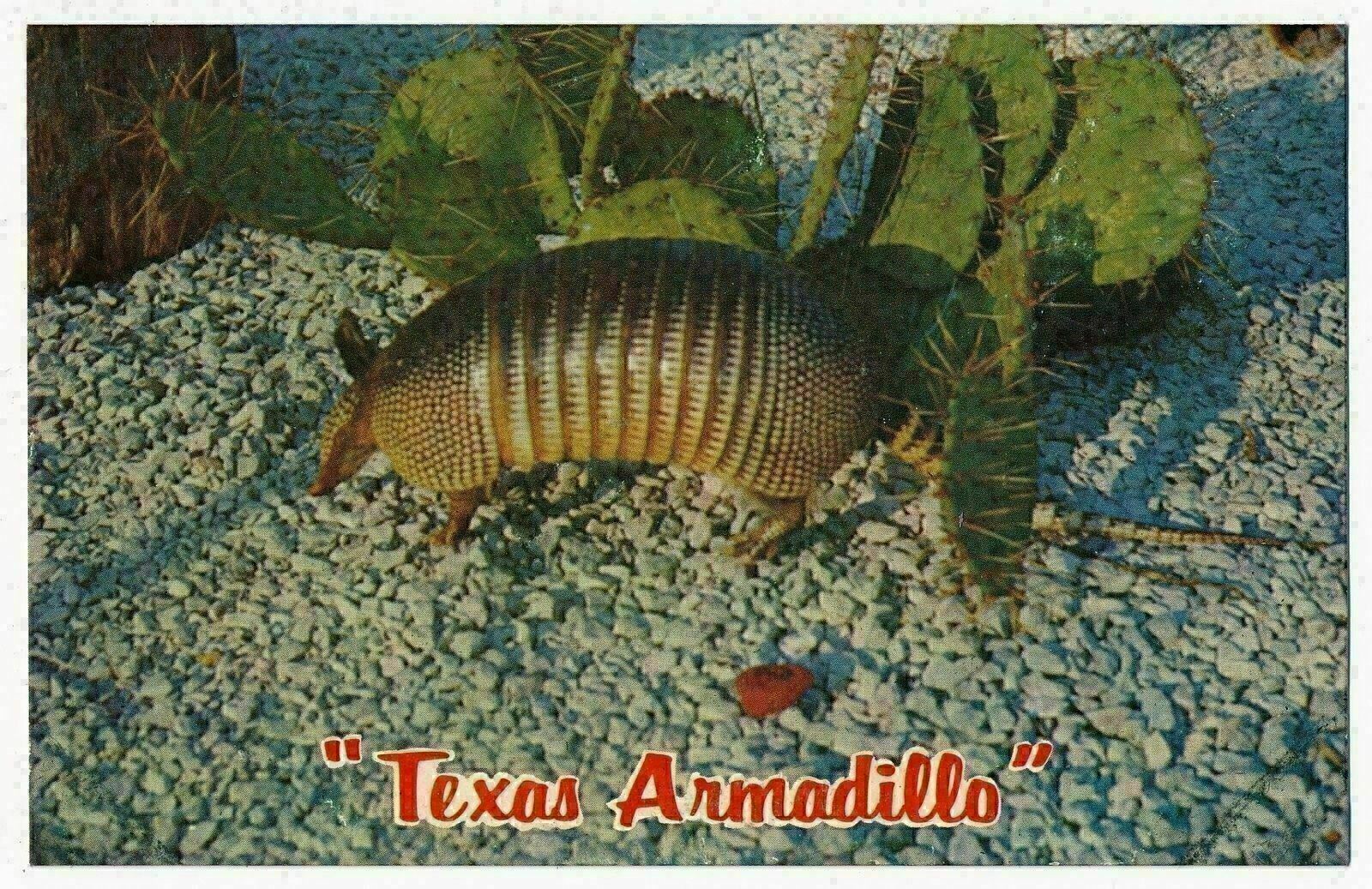 The Texas Armadillo - Official State Small Mammal