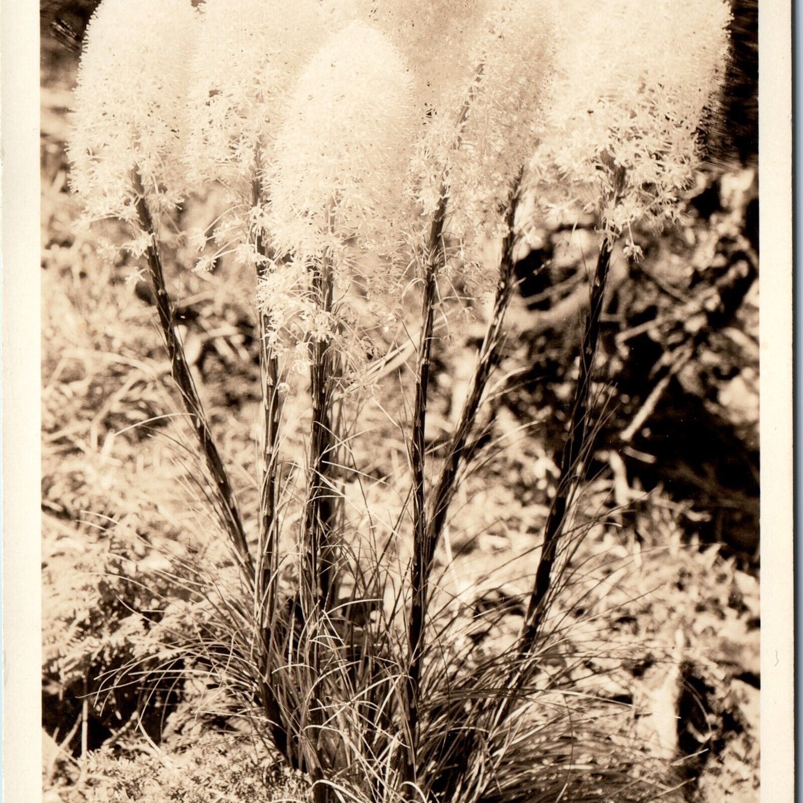 c1930s High Altitude Oregon RPPC Indian Basket Grass Close Up Sawyer Scenic A166