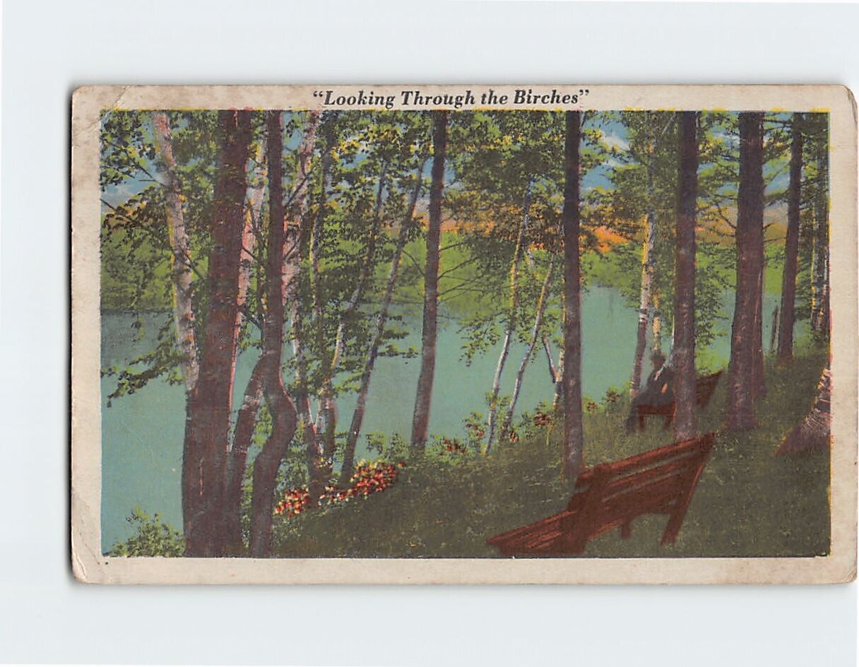 Postcard Looking Through the Birches USA North America