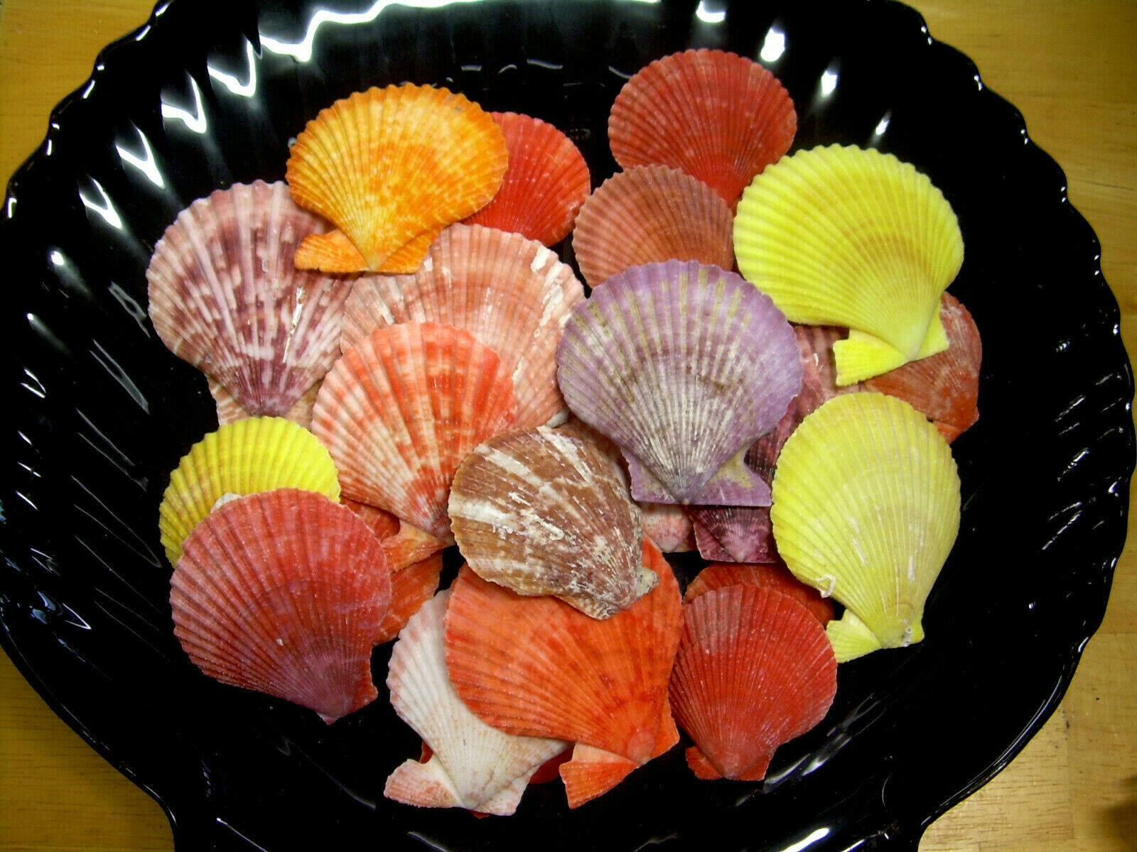 Sea Shells Pecten Nobilis Colorful 12 PIECE LOT 1.5