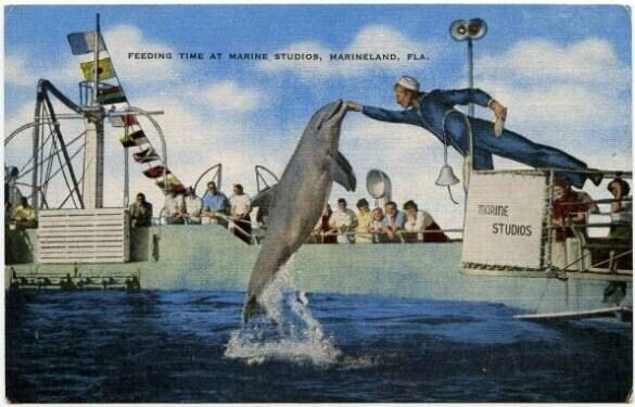 1930's PC Feeding Time Marineland Studios FL Porpoises