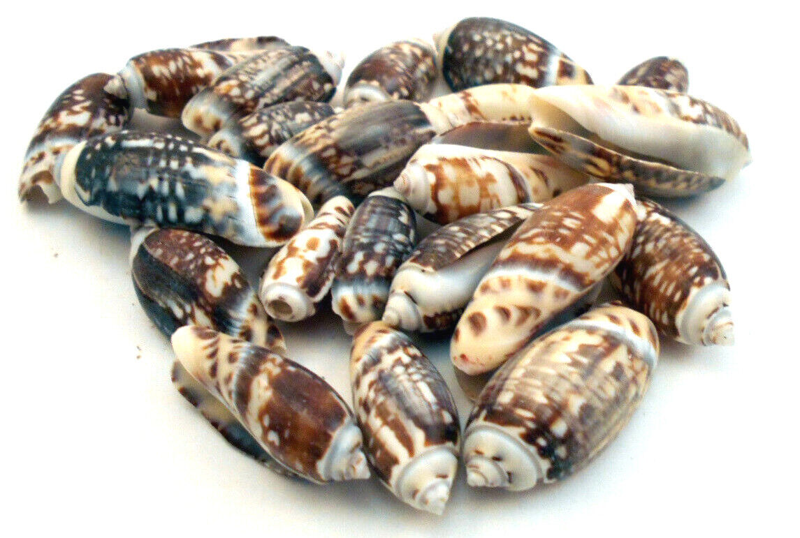 50 Olive Gibbosa Shells 1\