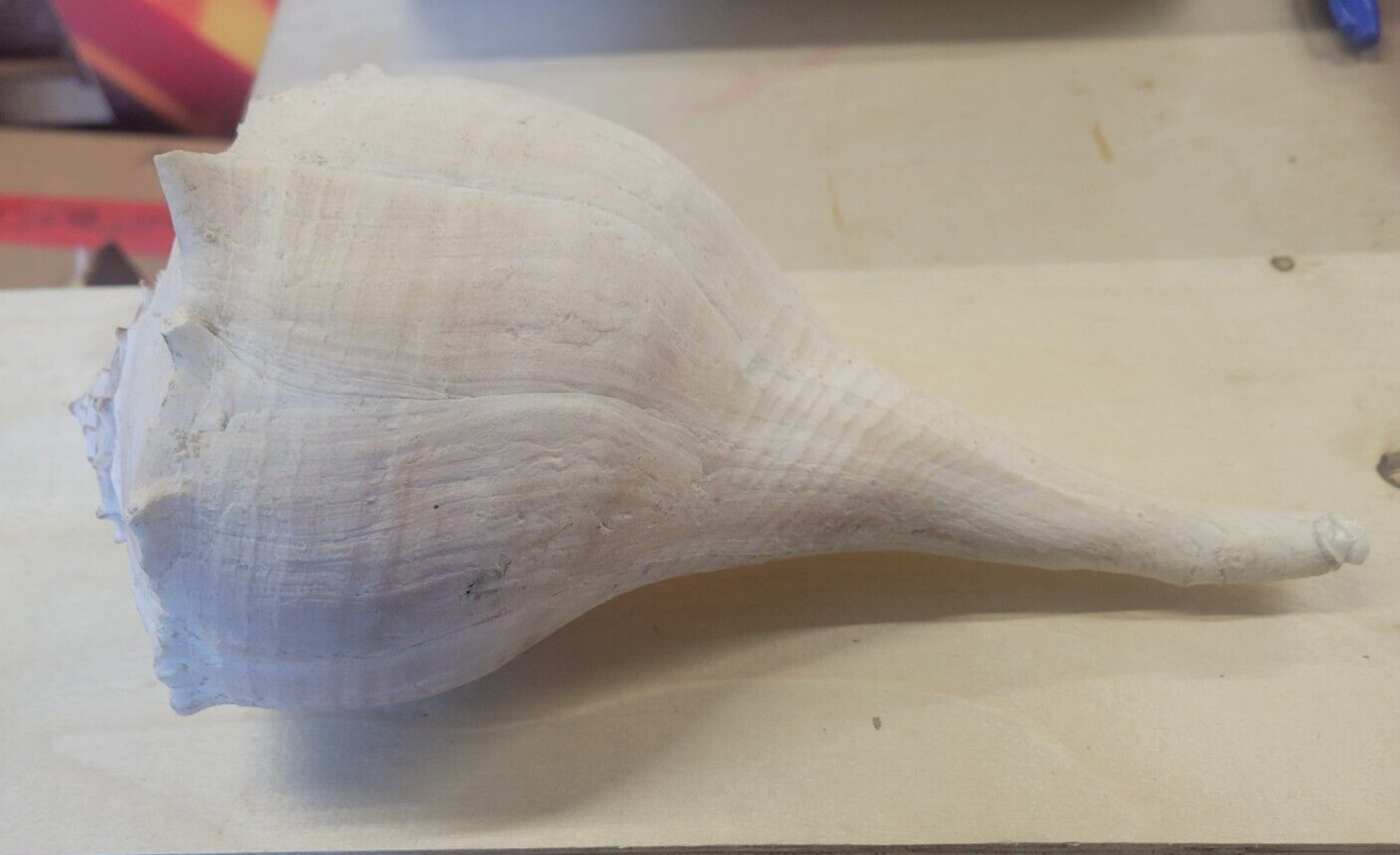 LARGE KNOBBED WHELK SEA SHELL 1.6 LBS 10 IN LONG
