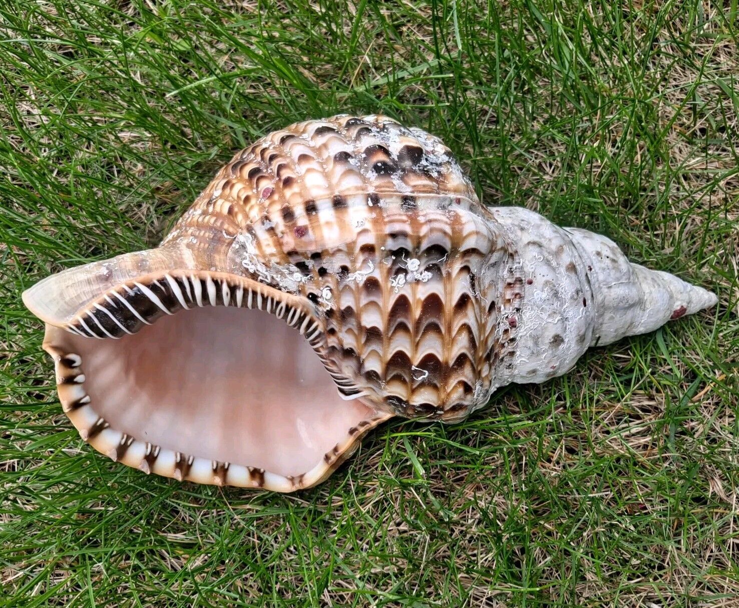 Large Conch Seashell Spiral Pink White Ocean Seashell Beach 11\