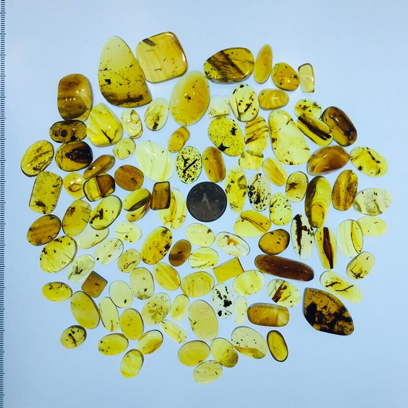 100PC Burmese burmite Cretaceous insect fossil amber Myanmar