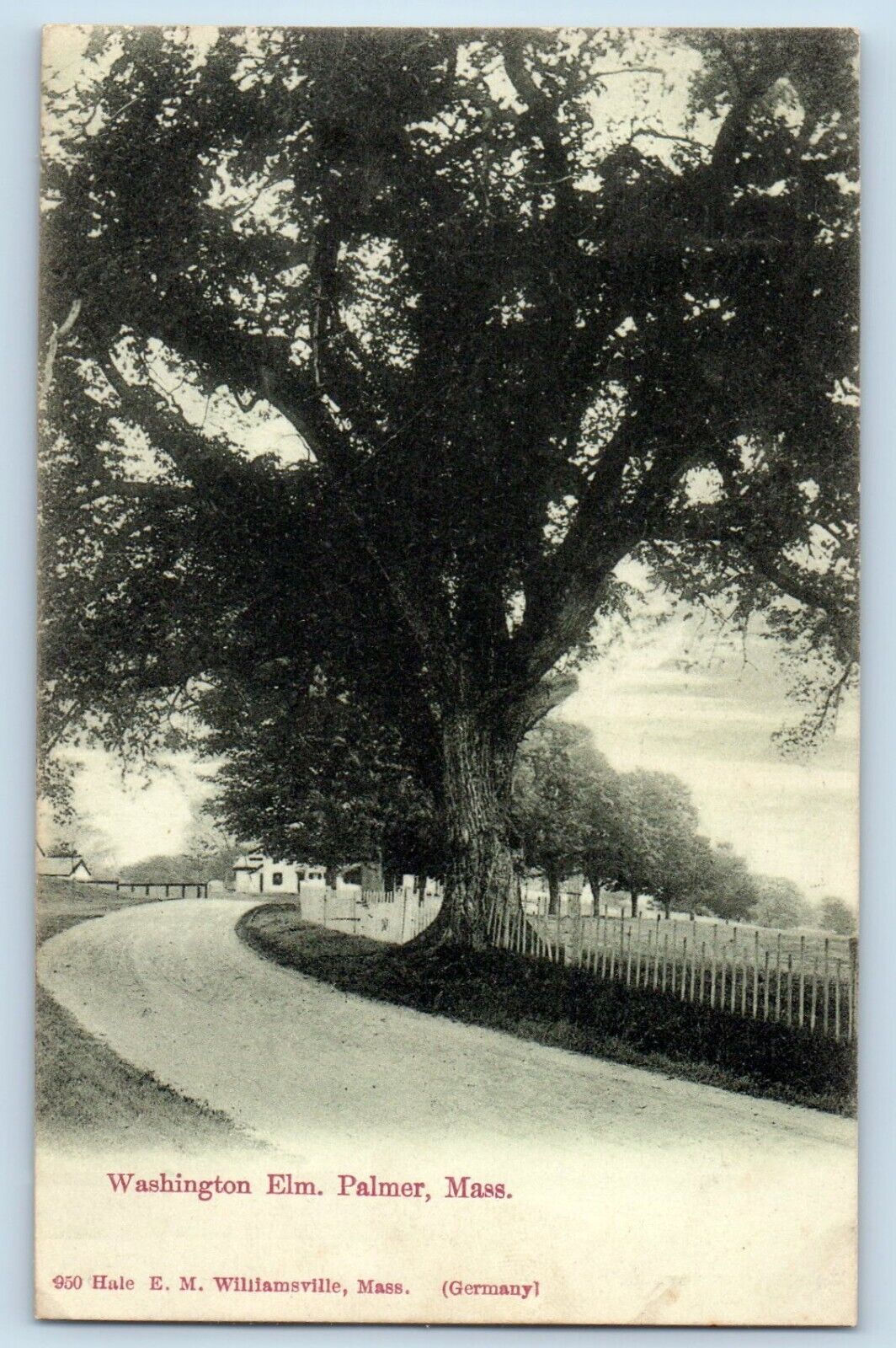 1906 View of Washington Elm, Palmer, Massachusetts MA Antique Postcard
