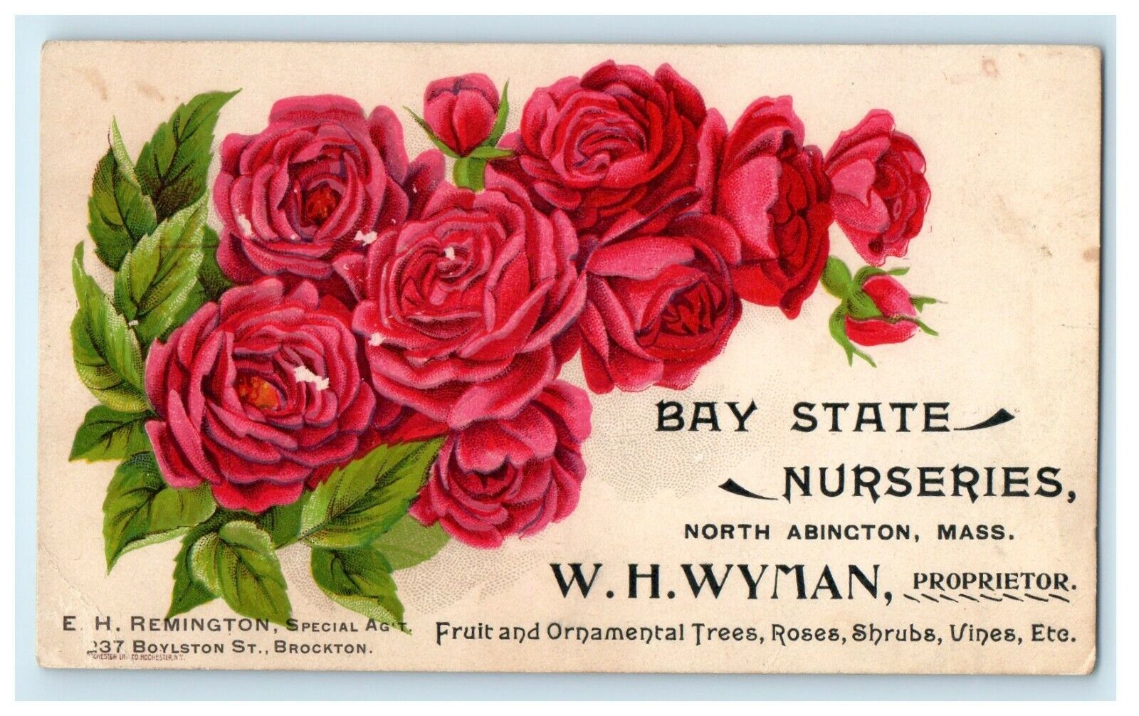 1905 Bay State Nurseries North Abington Massachusetts MA Advertising Postcard