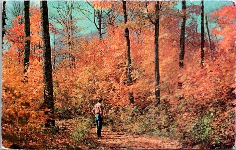 Vintage Postcard Greetings Merrill Michigan MI Falls Autumn Colors 1962     S132
